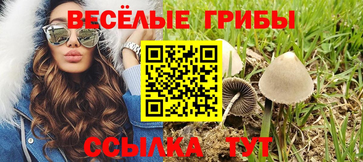 Псилоцибиновые грибы Psilocybe  Вход с VPN  Сертолово 