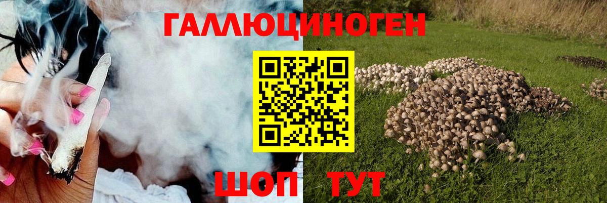 Галлюциногенные грибы Psilocybe Сертолово